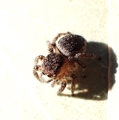 Maratus chrysomelas at Aranda, ACT - 7 Sep 2024