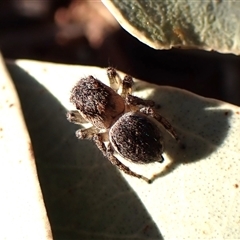 Maratus chrysomelas at Aranda, ACT - 7 Sep 2024