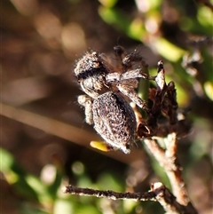 Maratus chrysomelas at Aranda, ACT - 7 Sep 2024