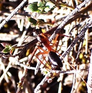 Camponotus nigriceps at Aranda, ACT - 7 Sep 2024