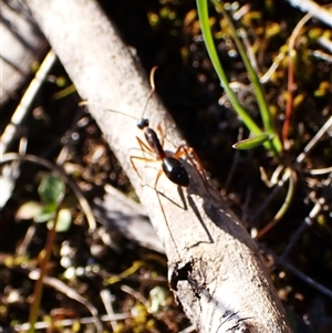 Camponotus nigriceps at Aranda, ACT - 7 Sep 2024