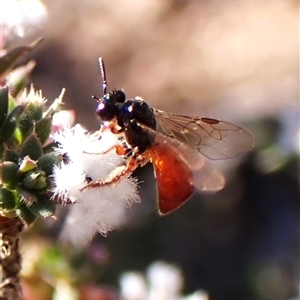 Exoneura sp. (genus) at Aranda, ACT - 7 Sep 2024