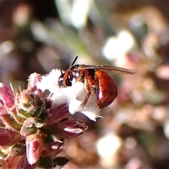 Exoneura sp. (genus) at Aranda, ACT - 7 Sep 2024