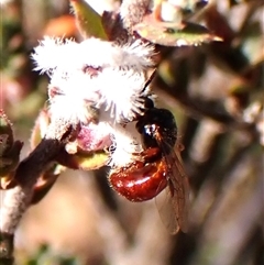 Exoneura sp. (genus) at Aranda, ACT - 7 Sep 2024