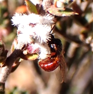 Exoneura sp. (genus) at Aranda, ACT - 7 Sep 2024