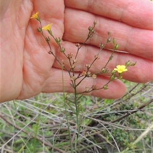 Linum trigynum at Conder, ACT - 7 Jan 2024