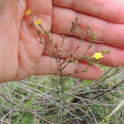 Linum trigynum (French Flax) at Conder, ACT - 7 Jan 2024 by MichaelBedingfield