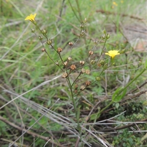 Linum trigynum at Conder, ACT - 7 Jan 2024