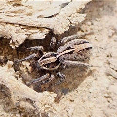 Lycosidae (family) (Unidentified wolf spider) at Aranda, ACT - 7 Sep 2024 by CathB