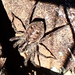 Lycosidae (family) (Wolf spider) at Aranda, ACT - 7 Sep 2024 by CathB