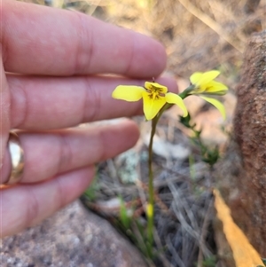 Diuris chryseopsis at Kambah, ACT - 10 Sep 2024