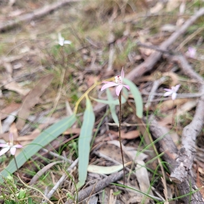 Caladenia fuscata (Dusky Fingers) at Yarralumla, ACT - 12 Sep 2024 by AlexSantiago