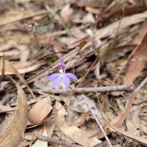 Cyanicula caerulea at Yarralumla, ACT - suppressed