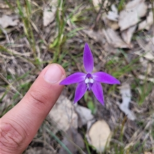 Glossodia major at Yarralumla, ACT - 12 Sep 2024