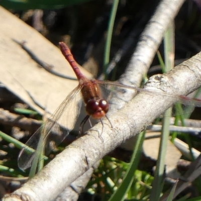 Diplacodes bipunctata (Wandering Percher) at Berrima, NSW - 11 Sep 2024 by Curiosity