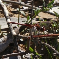 Diplacodes bipunctata at Berrima, NSW - 11 Sep 2024