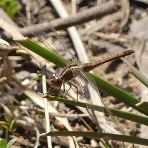 Diplacodes bipunctata at Berrima, NSW - 11 Sep 2024