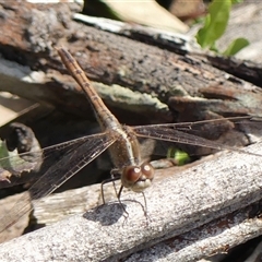 Diplacodes bipunctata at Berrima, NSW - 11 Sep 2024