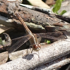 Diplacodes bipunctata at Berrima, NSW - 11 Sep 2024 10:51 AM