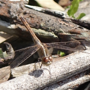Diplacodes bipunctata at Berrima, NSW - 11 Sep 2024 10:51 AM