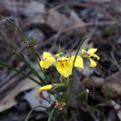 Diuris chryseopsis (Golden Moth) at Cook, ACT - 5 Sep 2024 by CathB