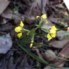 Diuris chryseopsis at Cook, ACT - 5 Sep 2024