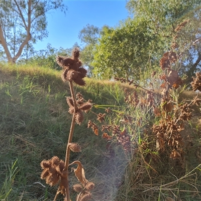 Xanthium strumarium at Fitzroy Crossing, WA - 12 Sep 2024 by Mike