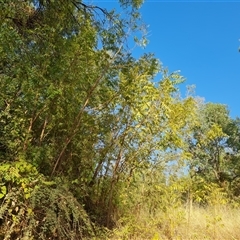 Unidentified Other Tree at Saint George Ranges, WA - 12 Sep 2024 by Mike