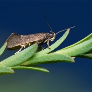 Leistomorpha brontoscopa at Downer, ACT - 13 Sep 2024