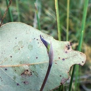 Lyperanthus suaveolens at Aranda, ACT - suppressed