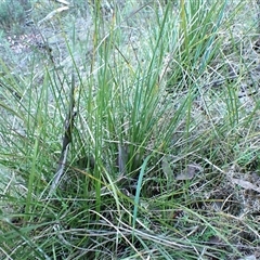 Lyperanthus suaveolens at Aranda, ACT - 8 Sep 2024