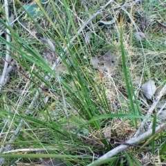 Lyperanthus suaveolens at Aranda, ACT - 8 Sep 2024