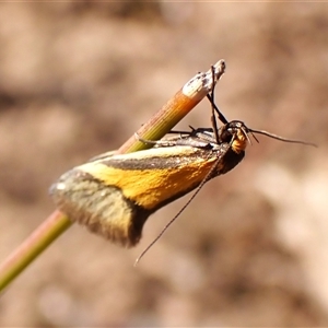 Philobota undescribed species near arabella at Aranda, ACT - 10 Sep 2024