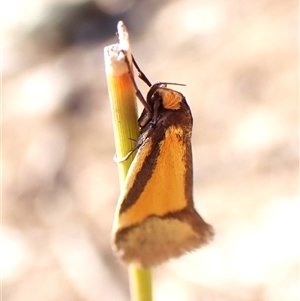 Philobota undescribed species near arabella at Aranda, ACT - 10 Sep 2024