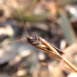 Philobota undescribed species near arabella at Aranda, ACT - 10 Sep 2024