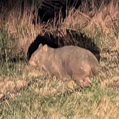 Vombatus ursinus (Bare-nosed Wombat) at Kambah, ACT - 13 Sep 2024 by HelenCross