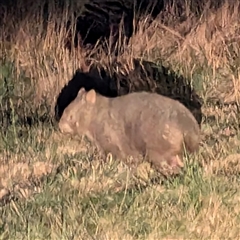 Vombatus ursinus (Common wombat, Bare-nosed Wombat) at Kambah, ACT - 13 Sep 2024 by HelenCross