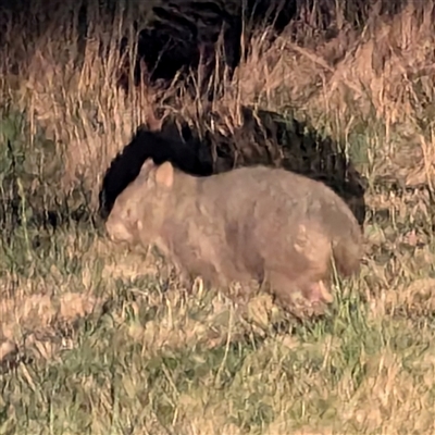 Vombatus ursinus (Common wombat, Bare-nosed Wombat) at Kambah, ACT - 12 Sep 2024 by HelenCross