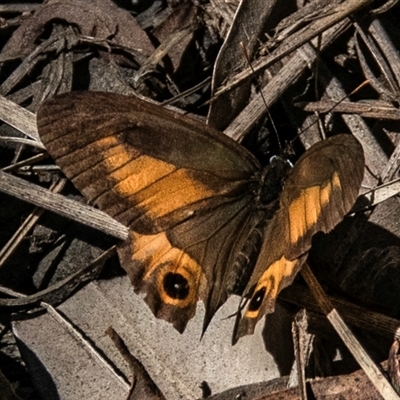 Hypocysta metirius (Brown Ringlet) at Boolboonda, QLD - 19 Jun 2024 by Petesteamer