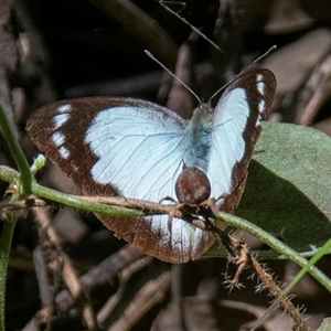 Appias paulina at Boolboonda, QLD - 19 Jun 2024 12:29 PM