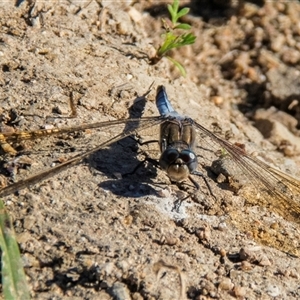 Orthetrum caledonicum at Bucca, QLD - 19 Jun 2024 04:03 PM