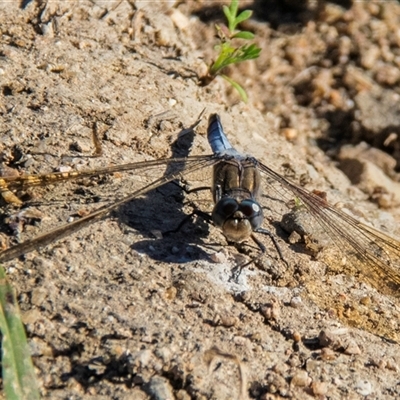 Orthetrum caledonicum at Bucca, QLD - 19 Jun 2024 by Petesteamer