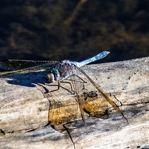 Orthetrum caledonicum at Bucca, QLD - 19 Jun 2024 04:03 PM
