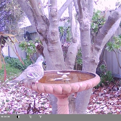 Ocyphaps lophotes (Crested Pigeon) at North Albury, NSW - 9 Sep 2024 by Darcy