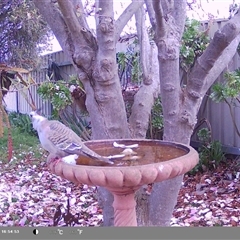 Ocyphaps lophotes at North Albury, NSW - 9 Sep 2024