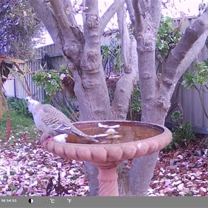 Ocyphaps lophotes at North Albury, NSW - 9 Sep 2024