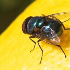 Unidentified Blow fly (Calliphoridae) at Bundaberg North, QLD - 8 Jun 2024 by Petesteamer