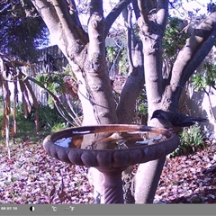 Anthochaera carunculata (Red Wattlebird) at North Albury, NSW - 9 Sep 2024 by Darcy