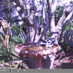 Grallina cyanoleuca (Magpie-lark) at North Albury, NSW - 10 Sep 2024 by Darcy