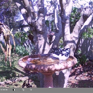 Grallina cyanoleuca at North Albury, NSW - suppressed